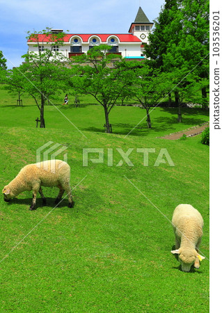 [兵庫縣]神戶市立六甲山牧場的小羊在新鮮的綠色植物中 103536201