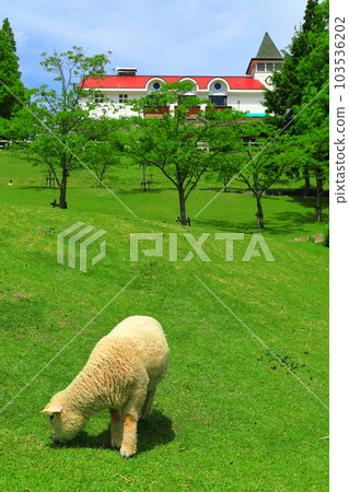 [兵庫縣]神戶市立六甲山牧場的小羊在新鮮的綠色植物中 103536202