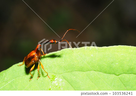 Beared beetle (male) 103536241