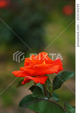 rose rose 103536245