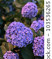 Beautiful twilight hydrangeas in the evening light 103536265