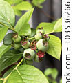 unripe green blueberry fruit 103536266