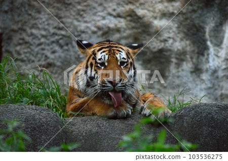 Amur tiger cub in the evening (1.5 years old) 103536275