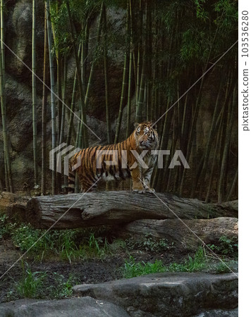 Amur tiger cub in the evening (1.5 years old) 103536280