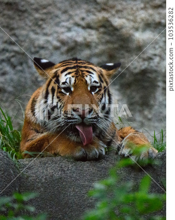 Amur tiger cub in the evening (1.5 years old) Amur tiger cub in the evening (1.5 years old) 103536282