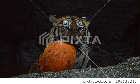Amur tiger cub picking up trash (1.5 years old) Amur tiger cub picking up trash (1.5 years old) 103536283