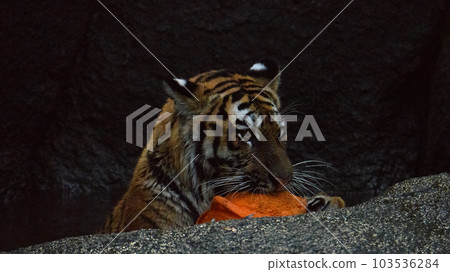 Amur tiger cub picking up trash (1.5 years old) Amur tiger cub picking up trash (1.5 years old) 103536284