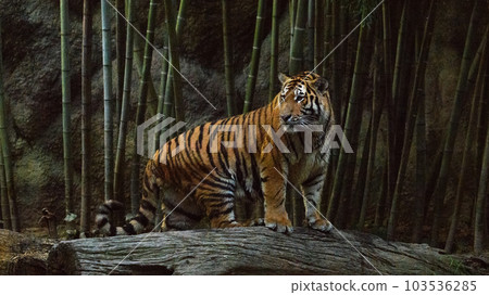 Amur tiger cub in the evening (1.5 years old) Amur tiger cub in the evening (1.5 years old) 103536285