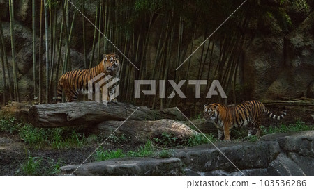 Siblings of the Amur tiger in the evening Siblings of the Amur tiger in the evening 103536286