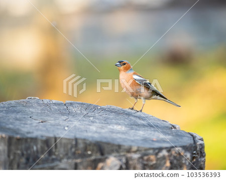 Common chaffinch, Fringilla coelebs, sits on a tree. Common chaffinch in wildlife. 103536393