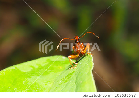 Beared beetle (male) 103536588