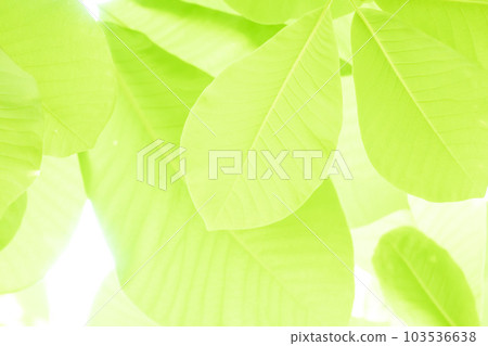 葉背景 103536638