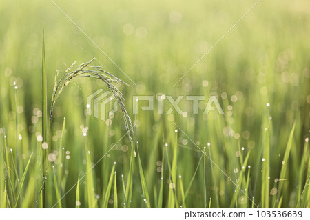 Rice plants in green rice fields a light from the morning sun shines on a rice leaf with dew on it background. 103536639