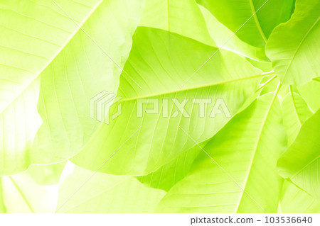 Leaf background Leaf background 103536640