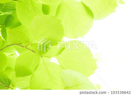 Leaf background Leaf background 103536642
