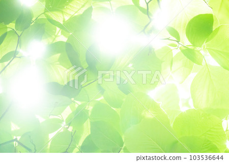 葉背景 葉背景 103536644