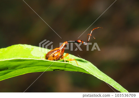 Beared beetle (male) 103536709