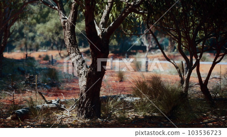 Hiking trail through the bush at Western Australia 103536723