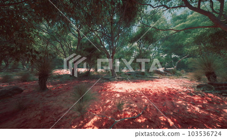 Hiking trail through the bush at Western Australia 103536724