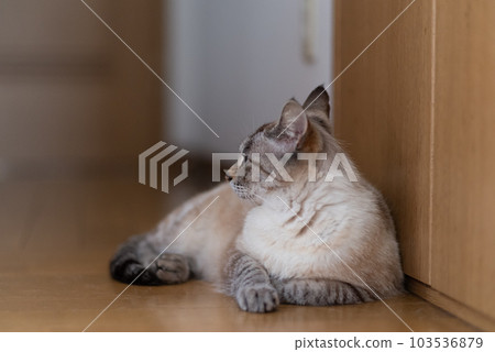 一隻貓盯著你 103536879