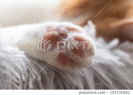 Cute cat's hand Cute cat's hand 103536882
