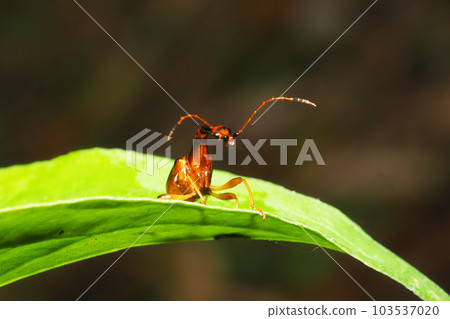 Beared beetle (male) 103537020