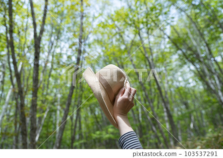 Enjoy the fresh green forest 103537291