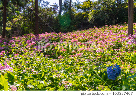 【京都風光】三室戶寺紫陽花紫色畫卷的美麗世界 【京都風光】三室戶寺紫陽花紫色畫卷的美麗世界 103537407