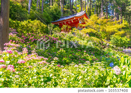 【京都風光】三室戶寺紫陽花紫色畫卷的美麗世界 【京都風光】三室戶寺紫陽花紫色畫卷的美麗世界 103537408