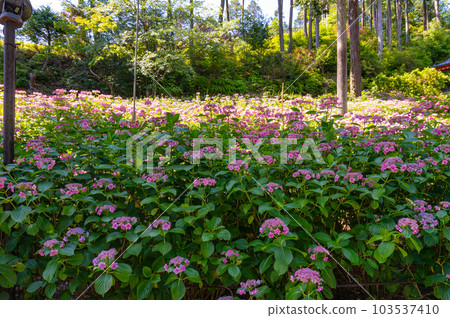 【京都風光】三室戶寺紫陽花紫色畫卷的美麗世界 【京都風光】三室戶寺紫陽花紫色畫卷的美麗世界 103537410
