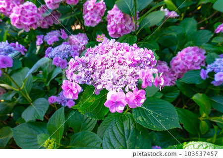 【京都風光】三室戶寺紫陽花紫色畫卷的美麗世界 【京都風光】三室戶寺紫陽花紫色畫卷的美麗世界 103537457
