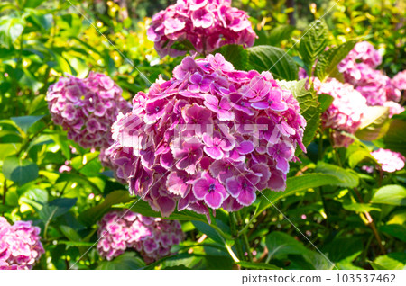 【京都風光】三室戶寺紫陽花紫色畫卷的美麗世界 【京都風光】三室戶寺紫陽花紫色畫卷的美麗世界 103537462