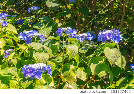 [Kyoto scenery] Mimurotoji Temple Beautiful world of hydrangea purple picture scroll 103537463