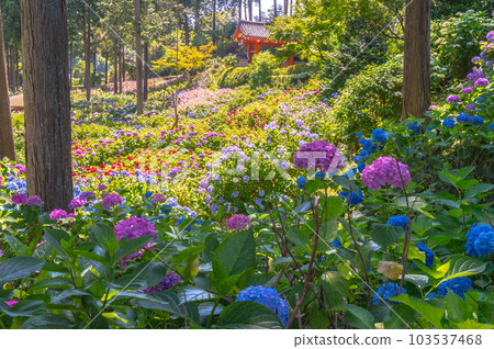 【京都風光】三室戶寺紫陽花紫色畫卷的美麗世界 103537468