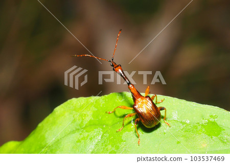 Beared beetle (male) 103537469