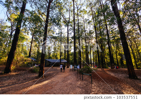 Masons Falls Picnic Area in Melbourne Australia Masons Falls Picnic Area in Melbourne Australia 103537551