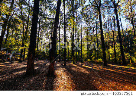 Masons Falls Picnic Area in Melbourne Australia Masons Falls Picnic Area in Melbourne Australia 103537561