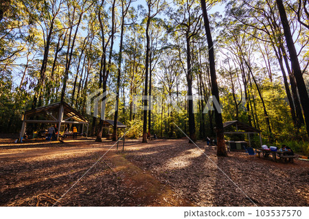 Masons Falls Picnic Area in Melbourne Australia 103537570