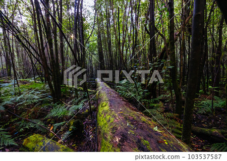 Mount Sugarloaf Ridge Track in Melbourne Australia 103537587