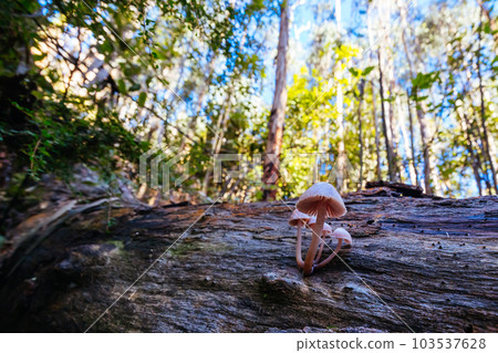 Mount Sugarloaf Ridge Track in Melbourne Australia Mount Sugarloaf Ridge Track in Melbourne Australia 103537628