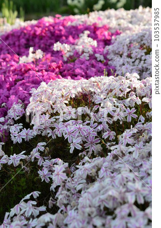 "Moss Phlox" in spring 103537985
