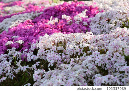 "Moss Phlox" in spring "Moss Phlox" in spring 103537989