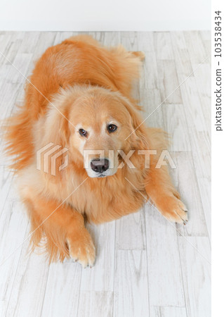 可愛的大狗金毛 103538434