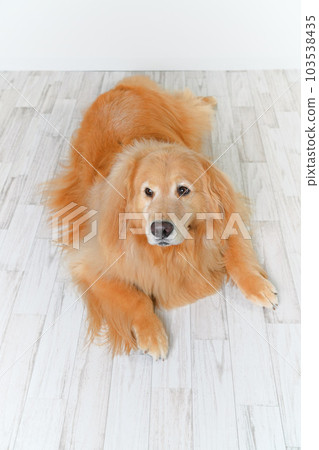 可愛的大狗金毛 可愛的大狗金毛 103538435