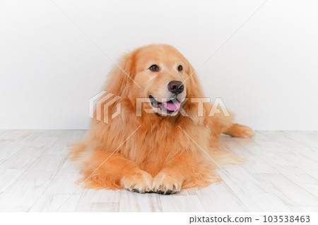cute big dog golden retriever 103538463