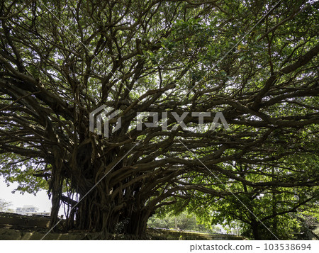 Banyan tree at Sogenji Temple in Naha City 103538694