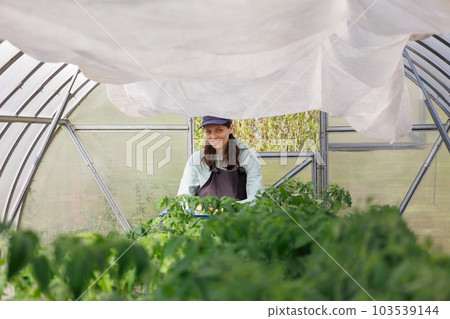 woman in greenhouse transplants seedlings of vegetables fruits tomatoes cucumbers and carrots woman in greenhouse transplants seedlings of vegetables fruits tomatoes cucumbers and carrots 103539144