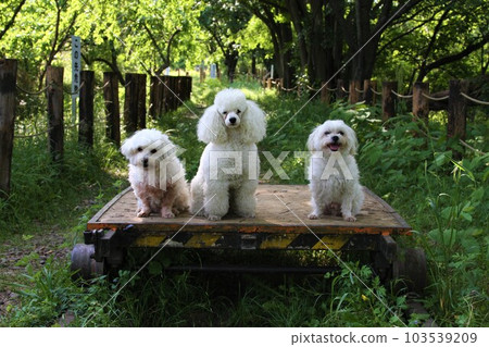 一張可愛的紀念照片，一隻玩具貴賓犬和兩隻馬爾濟斯犬在川越市一條廢棄的鐵軌上看著一輛電車 103539209