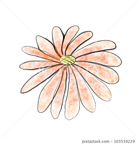 Red daisy 103539229