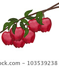 Apple tree 103539238